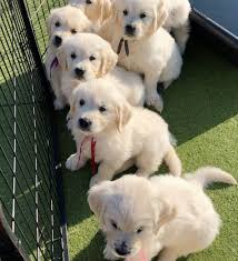 Shown below are the classified ads in ottawa that match your search for golden retriever in ottawa dogs, puppies for sale. Registered Golden Retriever Puppies Ads Malta Com Marketplace Free Classified Ads