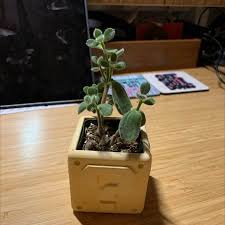 Image result for Coleus hadiensis