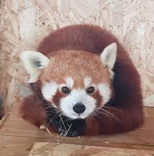 A fost infiintata in anul 1960. Primul Urs Panda Rosu Din Romania