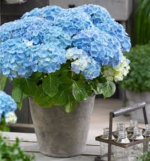 bol.com | Hydrangea Blue 'Forever & Ever' - Blauwe hortensia ...