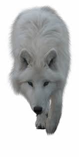 Please remember to share it with your friends if you like. Animals Wolves White Wolf Png Transparent Png Download 20258 Vippng