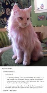 Cotton Candy Kitty Looks Sightly Ashamed And Idk Why Cute Animals Cute Funny Animals Funny Animals