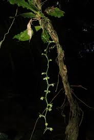 Image result for Rhipidoglossum