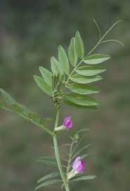 See more ideas about weed, weed identification, common weeds. Weed Identification And Control