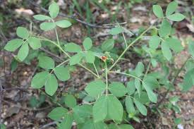 Image result for Chamaecrista absus