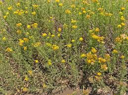 Image result for Isonema infundibuliflorum