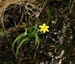 Image result for Hypoxis sp. A (as per FZ 12-3)