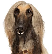 Click to see all puppies. Afghan Hound Puppies For Sale Adoptapet Com
