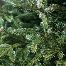 Types Of Christmas Trees Better Homes Gardens