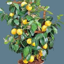 Bir hevesle sizde limon ağacı almak isterseniz mutlaka bir rehbere başvurmalı, limon yetiştirmenin püf noktalarını detaylı bir şekilde öğrenmelisiniz. Limon Agaclari Budama Nasil Yapilir