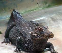 Maybe you would like to learn more about one of these? Cuvier S Smooth Fronted Caiman Encyclopedia Of Life