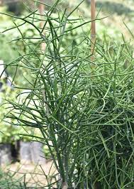 Image result for Euphorbia tirucalli