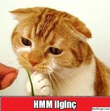 Hayvan Capsleri Ile Ilgili Gorsel Sonucu Komik Hayvan Komik Kediler Ve Komik Hayvanlar