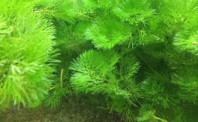 メダカの水草11種類を紹介 水草が枯れる原因やなくても大丈夫 Woriver