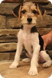 Image Result For Wire Fox Terrier Beagle Mix Wirehaired Fox Terrier Puppy Adoption Beagle Mix