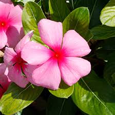 Image result for Catharanthus