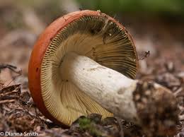 Image result for Russula flavida