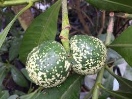 Image result for Voacanga thouarsii