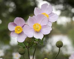 Right now, the mornings are crisp, and the days are getting longer. How To Grow Anemone