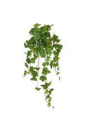 Check spelling or type a new query. Artificial Ivy Bush Green 70cm The Artificial Plants Shop Ivy