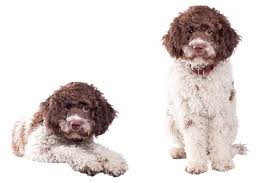 Lagotto breeders in australia and new zealand. Breed Info Animal Health Center