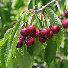 Bing Cherry Tree On The Tree Guide At Arborday Org