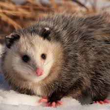 I Love Opossums On Instagram Opossum Opossumsofinstagram Opossumlife Opossummemes Opossums Cute Possum Possums A Opossum Cute Animals Awesome Possum
