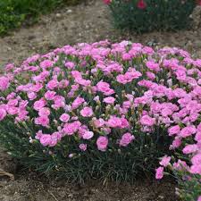 Fruit Punch Sweetie Pie Pinks Dianthus Hybrid Proven Winners In 2020 Pink Dianthus Flower Garden Plants Dianthus Flowers