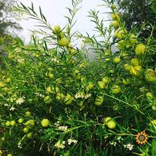 Distributors and nurseries want to be able to promise their plants came from a native milkweed population. Milkweed Seeds Balloon Sow True Seed
