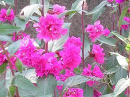 Clarkia Elegans Clarkia