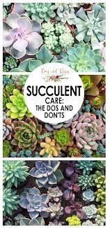 Succulent Care The Dos And Don Ts Bees And Roses Gardening Tips And Hacks Succulent Garden Landscape Succulent Garden Outdoor Planting Succulents