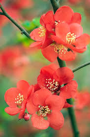 Image result for Chaenomeles japonica