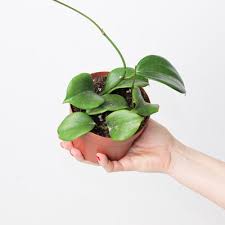 Image result for Peponium sp. A