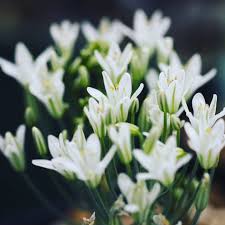 Image result for Eriospermum porphyrium