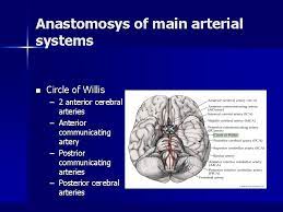 Anterior cerebral artery (aca) occlusions primarily affect frontal lobe function. Stroke Stroke N N N Second Important Cause