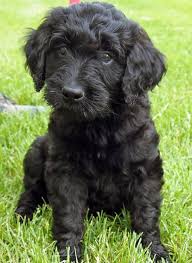 Via The Daily Puppy Puppy Breed Golden Retriever Poodle Zoey Loves Everyone On Walks She Just Can T Understand Why Eve Goldendoodle Puppies Doodle Puppy