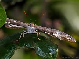 Image result for Natural Yellow 1999 Fleet