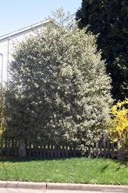 We did not find results for: Holly