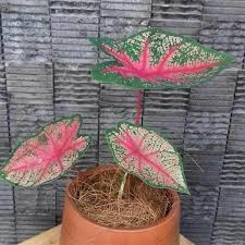 Jual Zplant Keladi Urat Daun Putih Merah Hijau Tanaman Hias Online Oktober 2020 Blibli Com