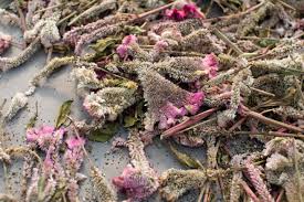 Flowers by zoe is based out of california. Floret S Favorite Specialty Seed Sources Floret Flowers