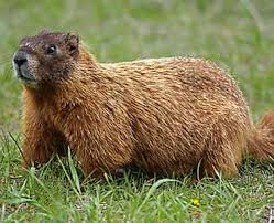 We did not find results for: Animal Removal Wildlife Control Critter Trapping Cincinnati Ohio