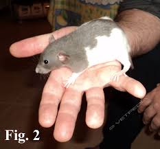 Non dovremmo fare confusione, perché i topi e i ratti sono diversi. Ecologia E Fisiologia Del Ratto Domestico Vetpedia L Enciclopedia Di Medicina Veterinaria
