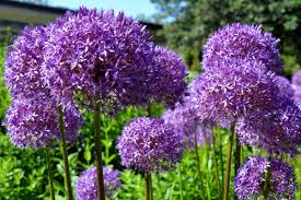 That's not to say that all fruits and vegetables are healthy for them. Spring Flowering Bulbs That Deer Won T Eat Dengarden