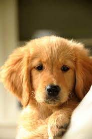 See more ideas about puppies, golden retriever, cute dogs. Pin On Golden Retriever Lab