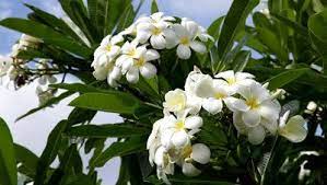 Pin On Tropical Plants