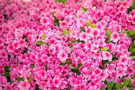What's the best time to transplant azaleas? How To Properly Care For Your Azaleas Preen