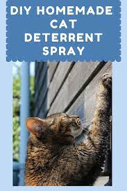 Pin On Best Of Kittycounty Com