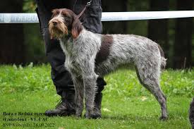 Image result for maďarský ohař drátosrstý