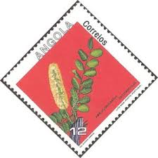 Image result for Amblygonocarpus