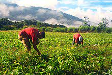 The site owner hides the web page description. Agricultura Wikipedia La Enciclopedia Libre